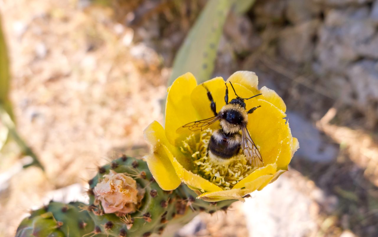 bee inside a flower