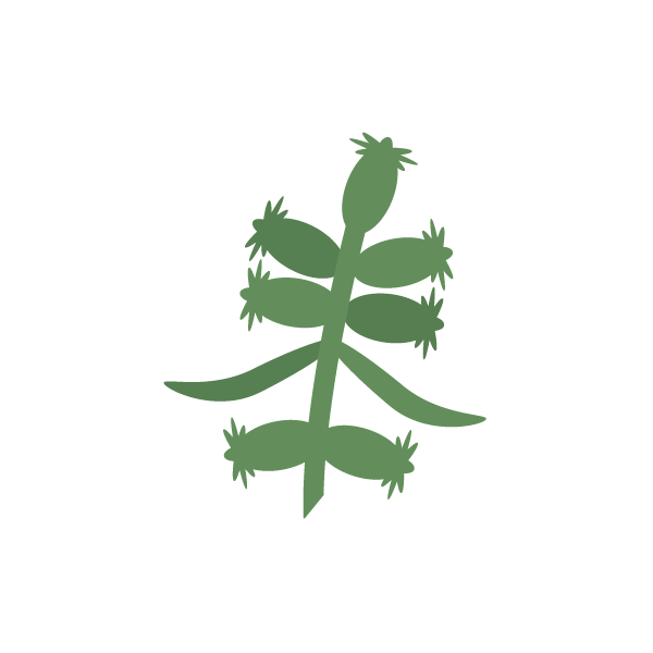 Mugwort (w6)