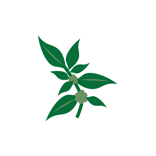 Wall pellitory (w21)