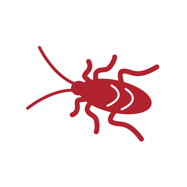 Cockroach (i6)