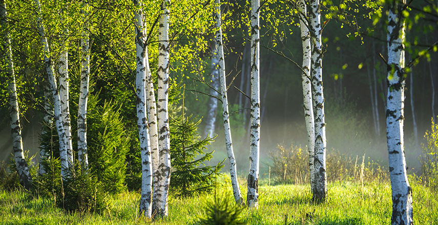 Field of birch trees