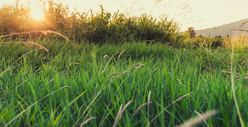 Field of timothy grass