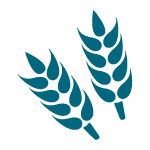Wheat allergen icon