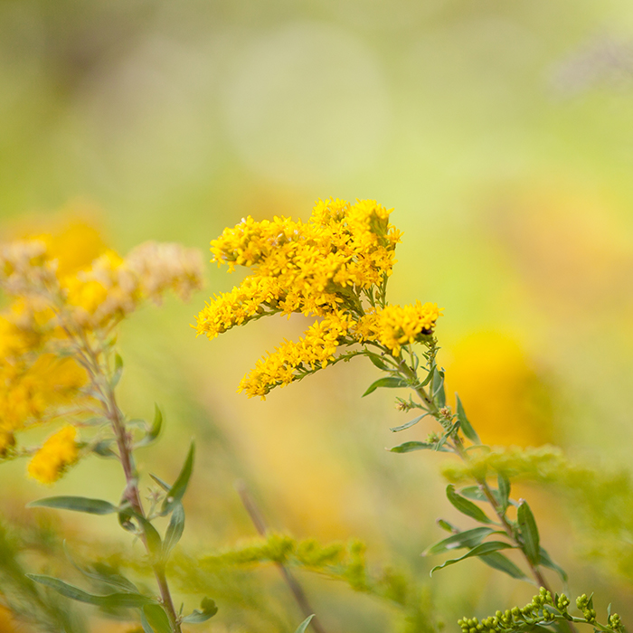 Weed pollen