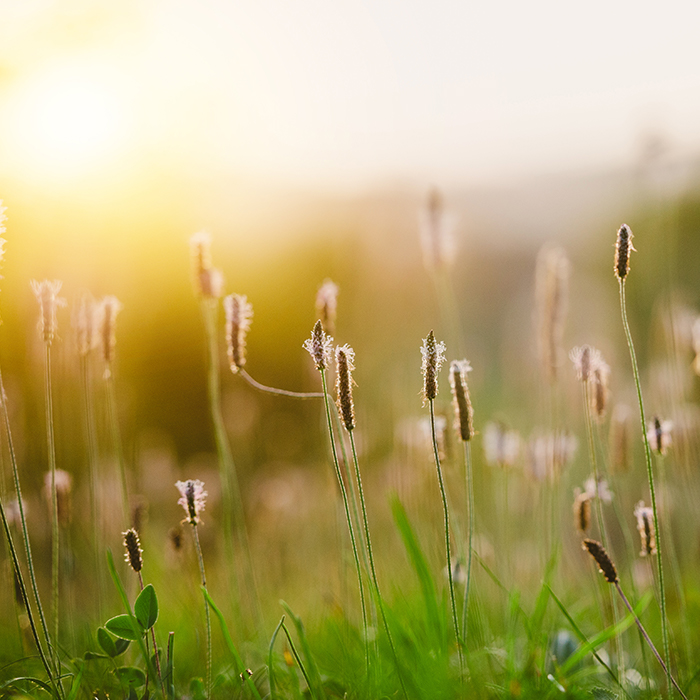 Grass  pollen