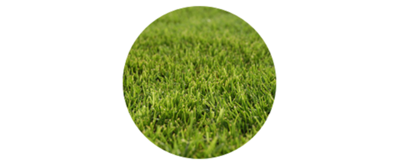 Bermuda | common grass pollen