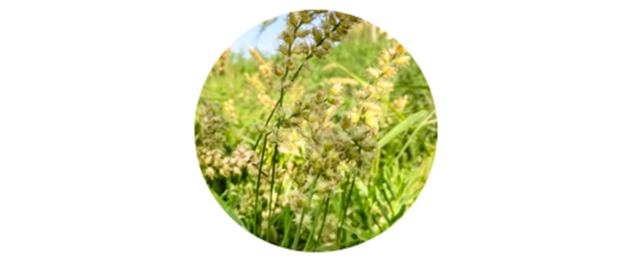 Johnson | common grass pollen
