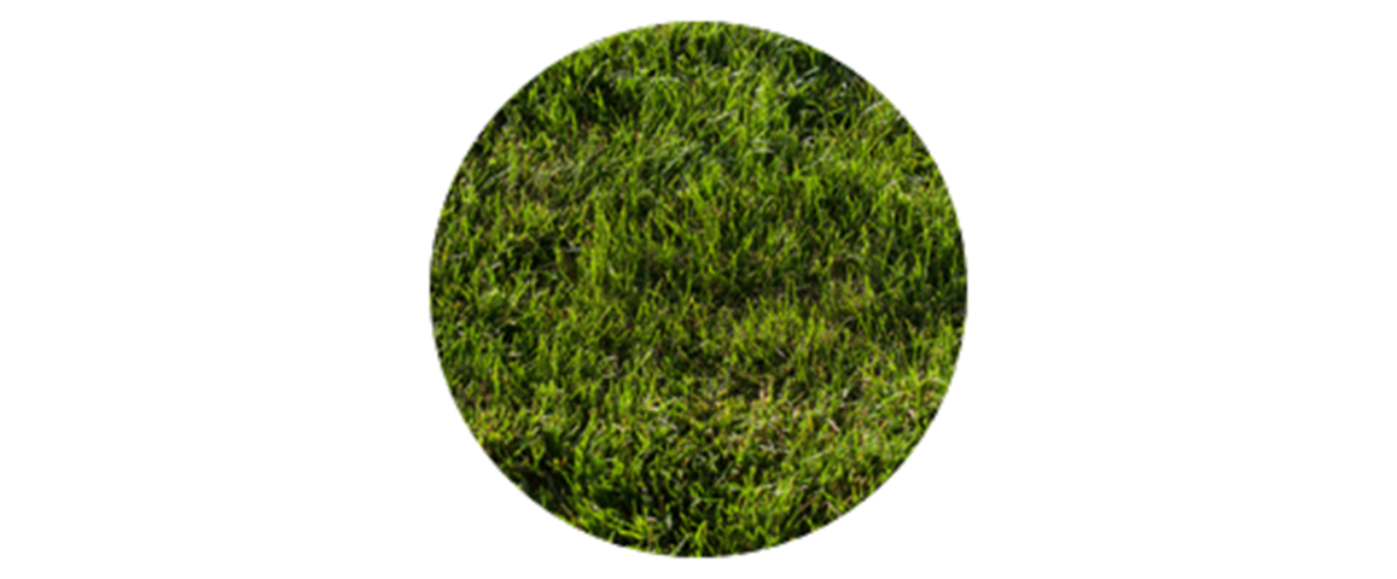 Kentucky | common grass pollen