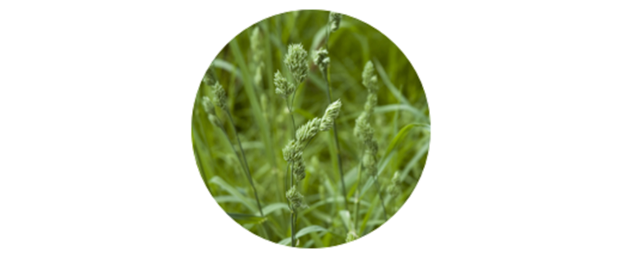Orchard | common grass pollen