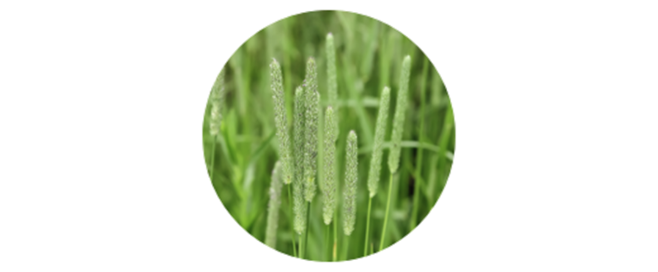 Timothy | common grass pollen