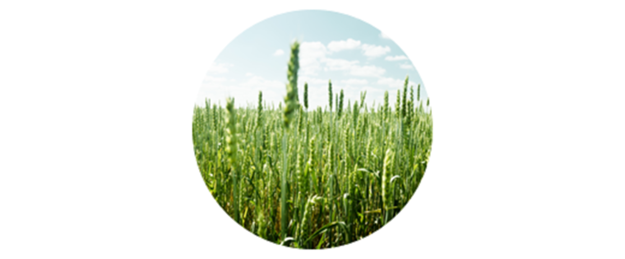 Rye | common grass pollen