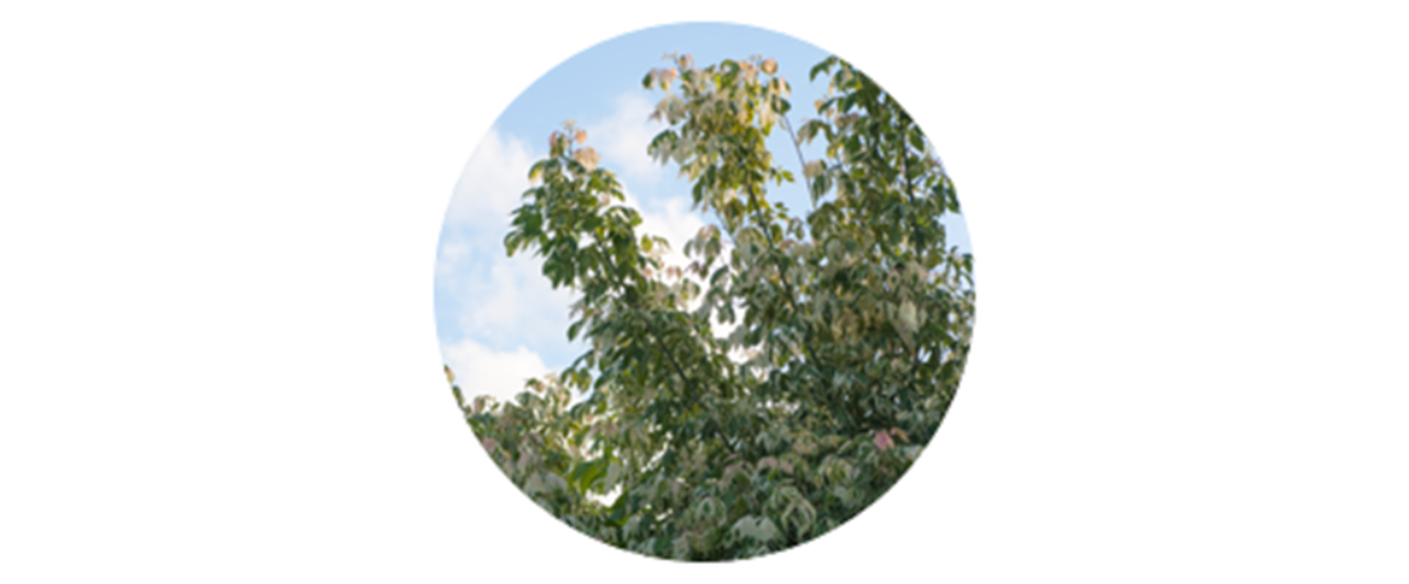 Box elder | common tree pollen