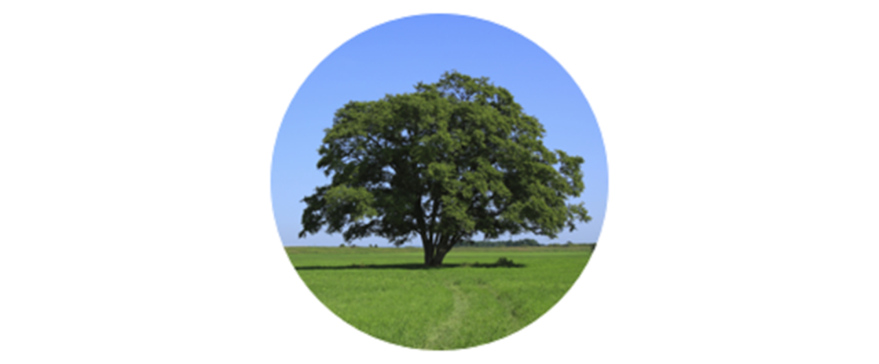 Elm | common tree pollen
