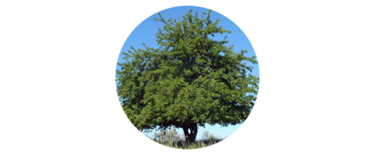 Mulberry | common tree pollen