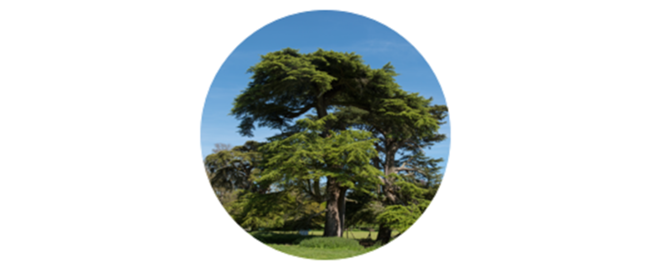 Cedar | common tree pollen