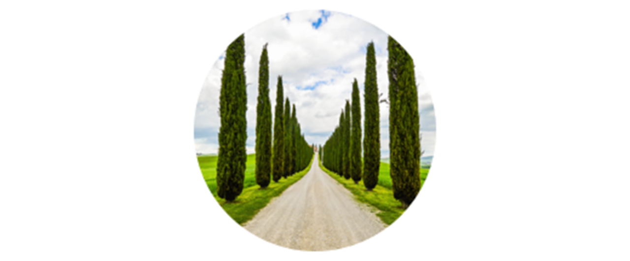 Cypress | common tree pollen