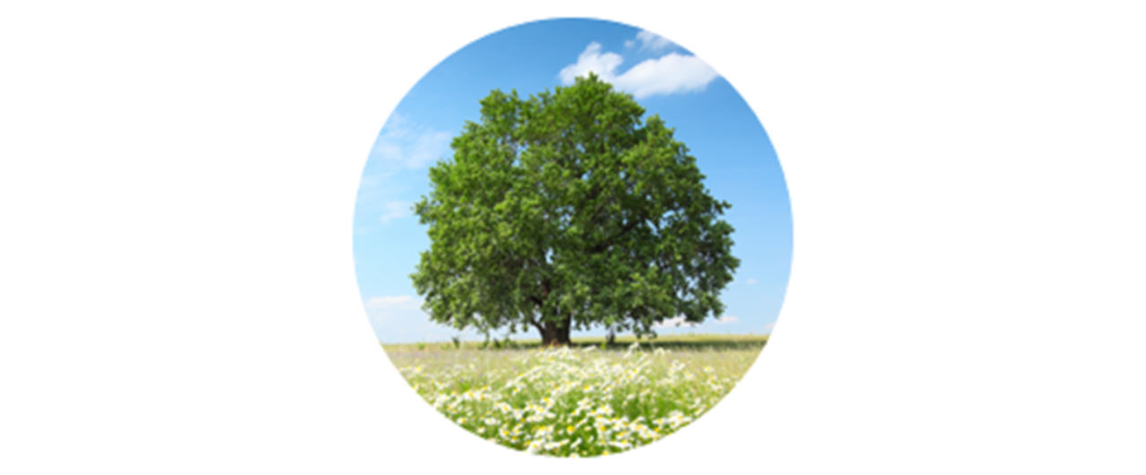 Oak | common tree pollen