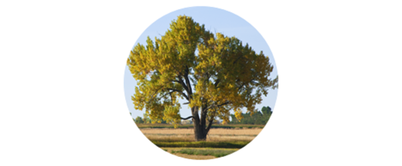 Cottonwood | common tree pollen