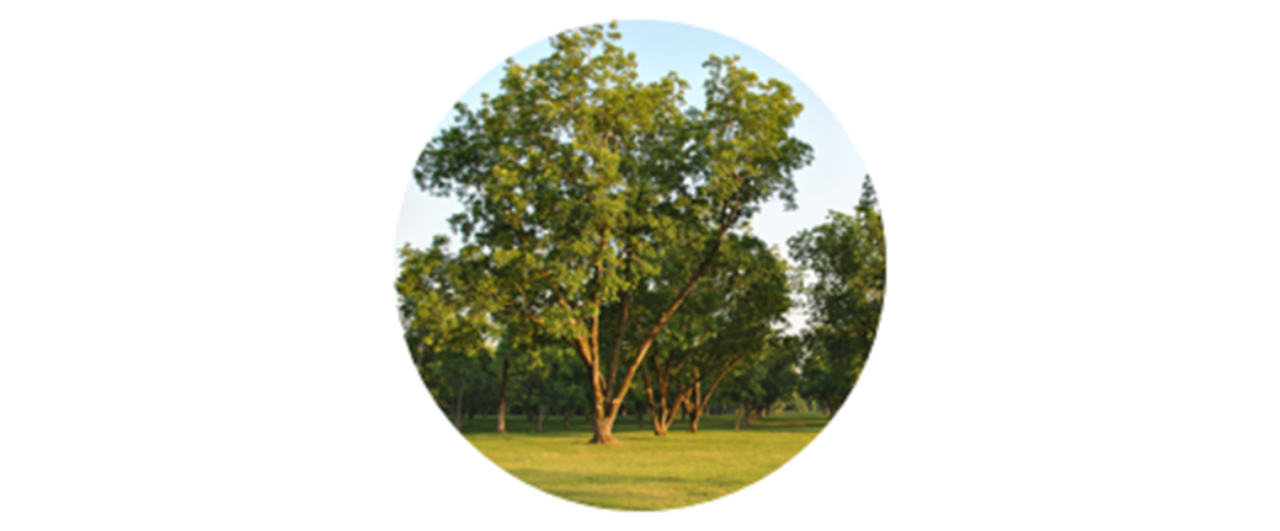 Pecan | common tree pollen