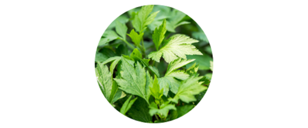 Mugwort | common weed pollen