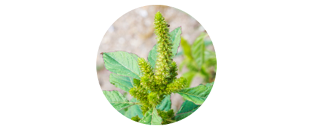 Rough pigweed | common weed pollen