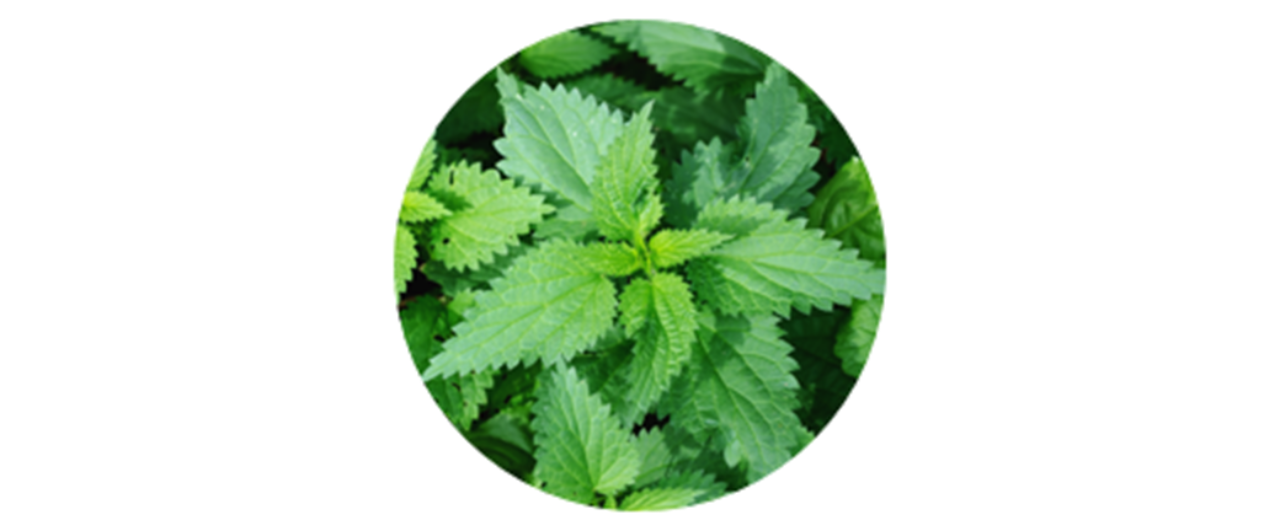 Nettle | common weed pollen