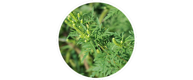 Ragweed | common weed pollen