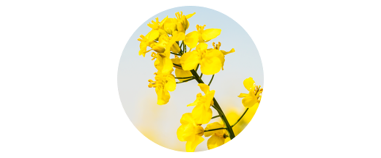 Oilseed rape | common weed pollen