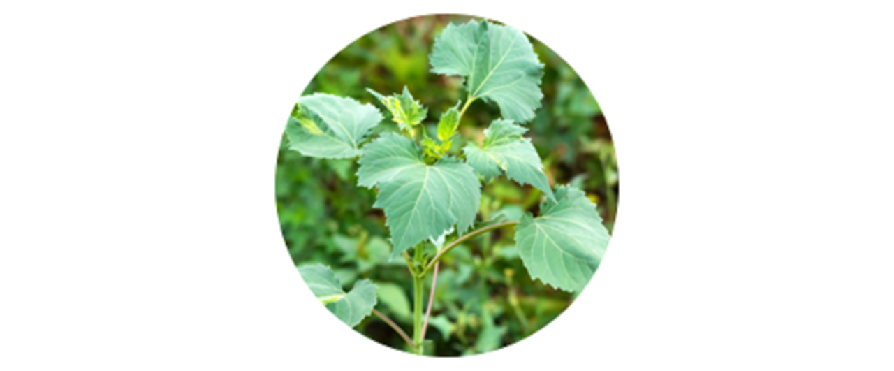 Rough Marsh Elder | common weed pollen