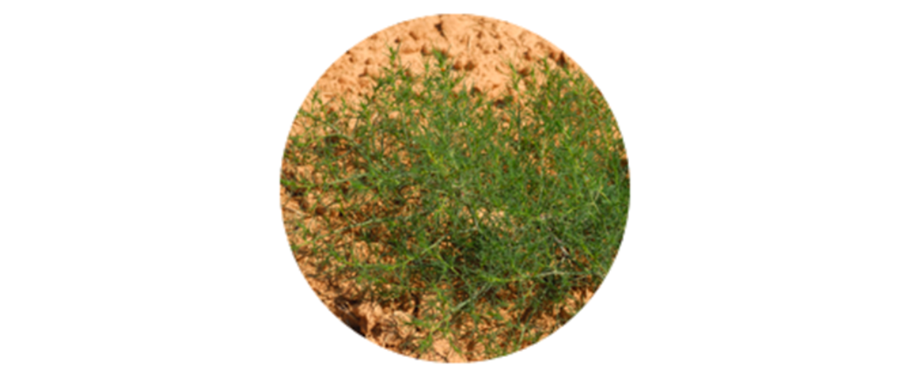 Russian thistle | common weed pollen