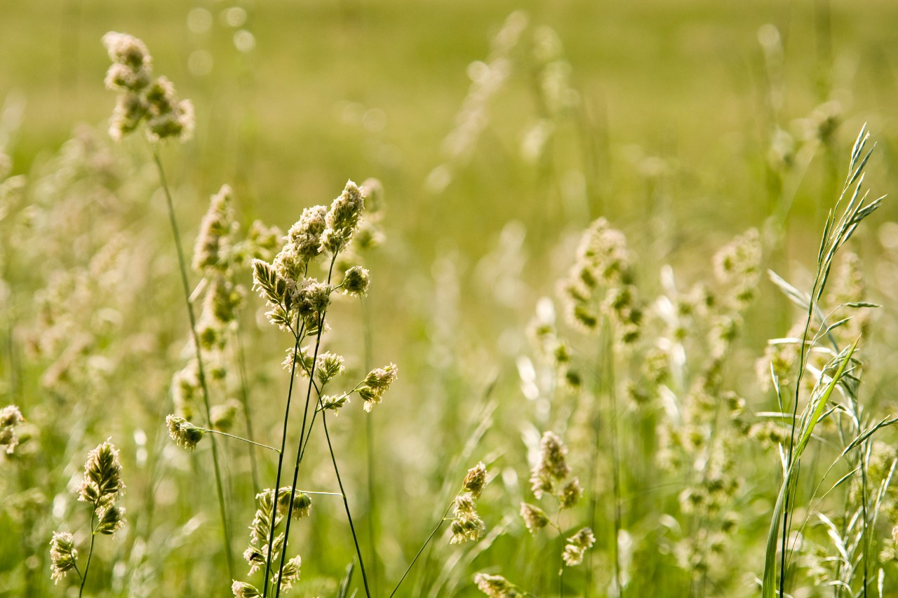 grass pollen