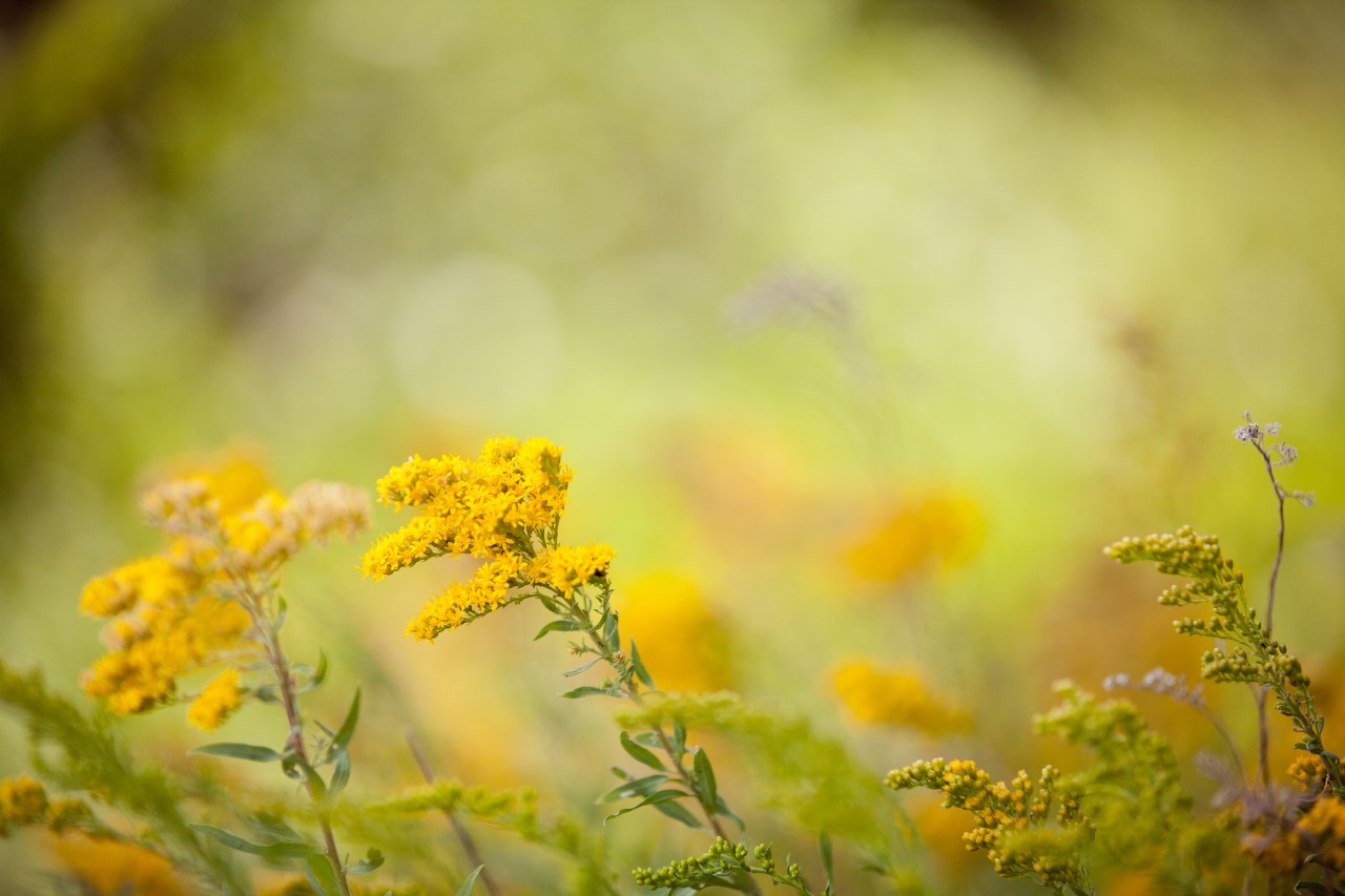 ragweed