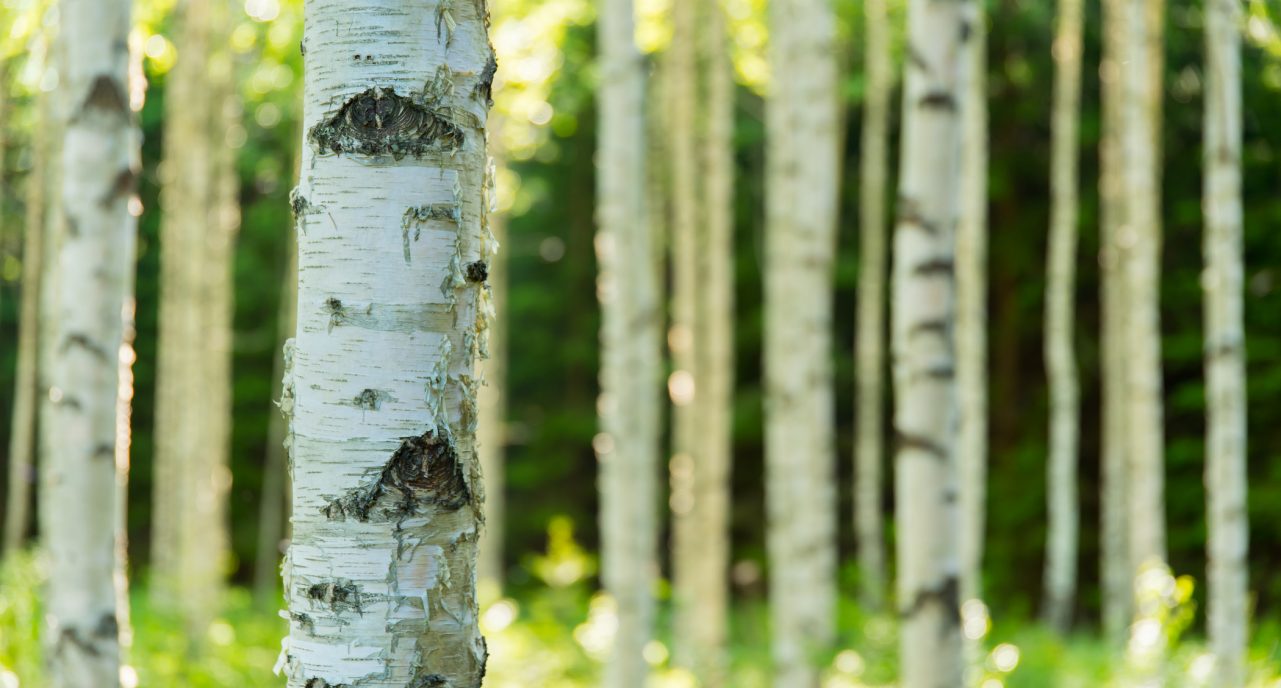 birch pollen
