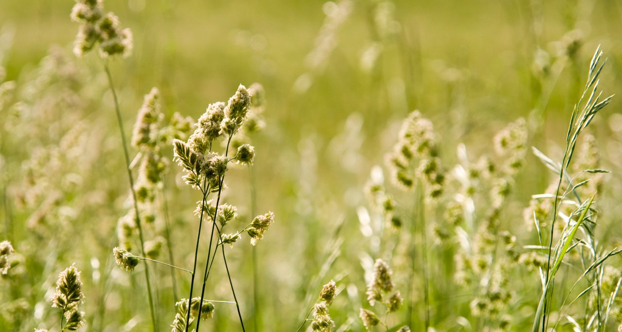 grass pollen