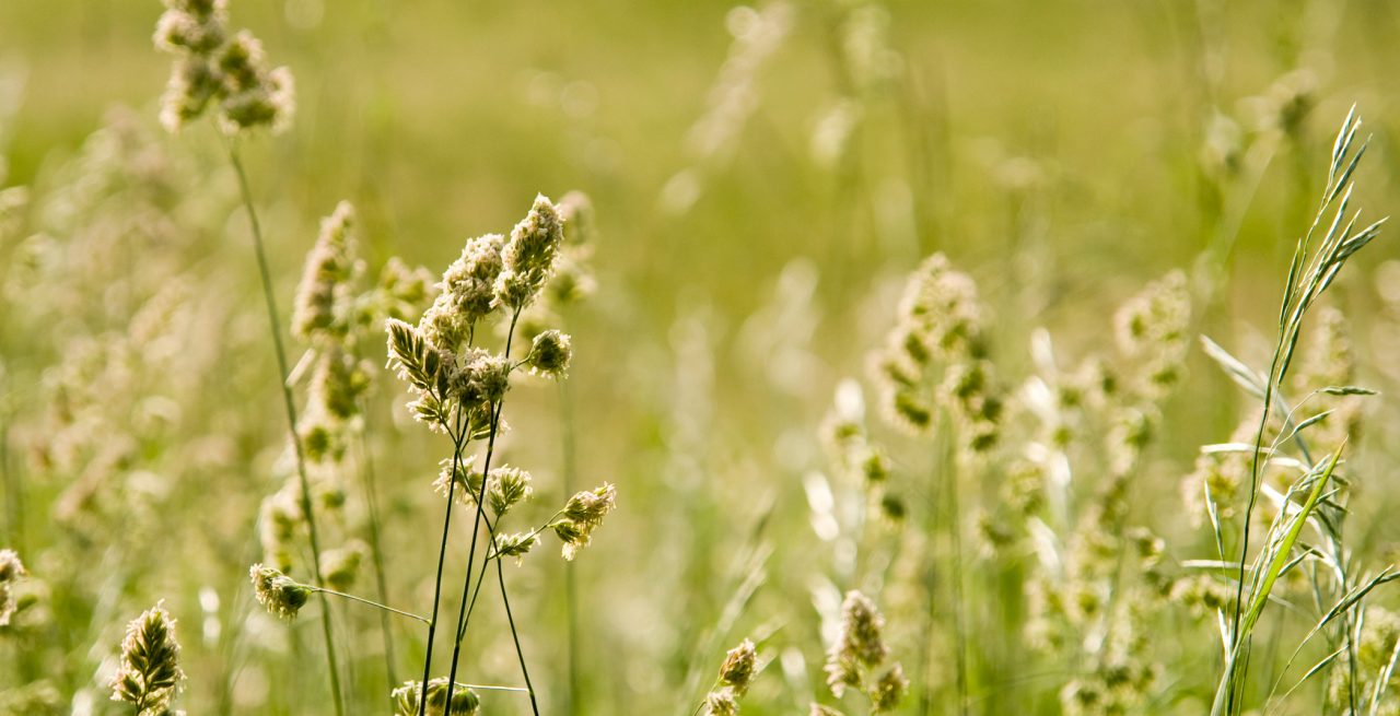 grass pollen