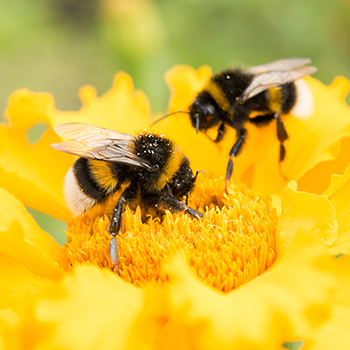 Bees pollinating a flower | Anaphylaxis reaction triggers