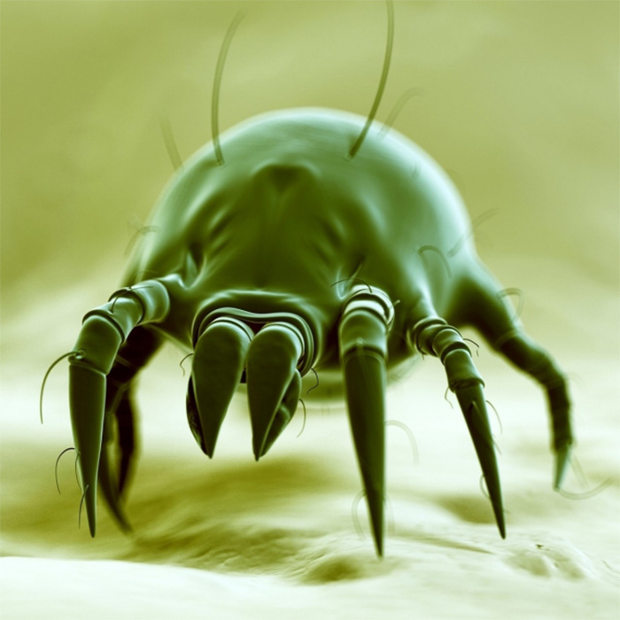 Dust mite crawling on a sheet | Allergic conjunctivitis causes
