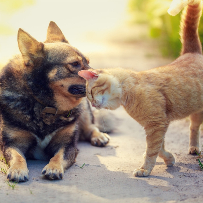 Dog and cat showing affection together | Allergic conjunctivitis causes
