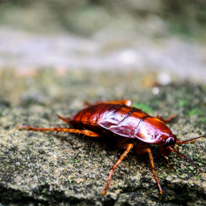 Insect crawling on the ground | Allergic conjunctivitis causes