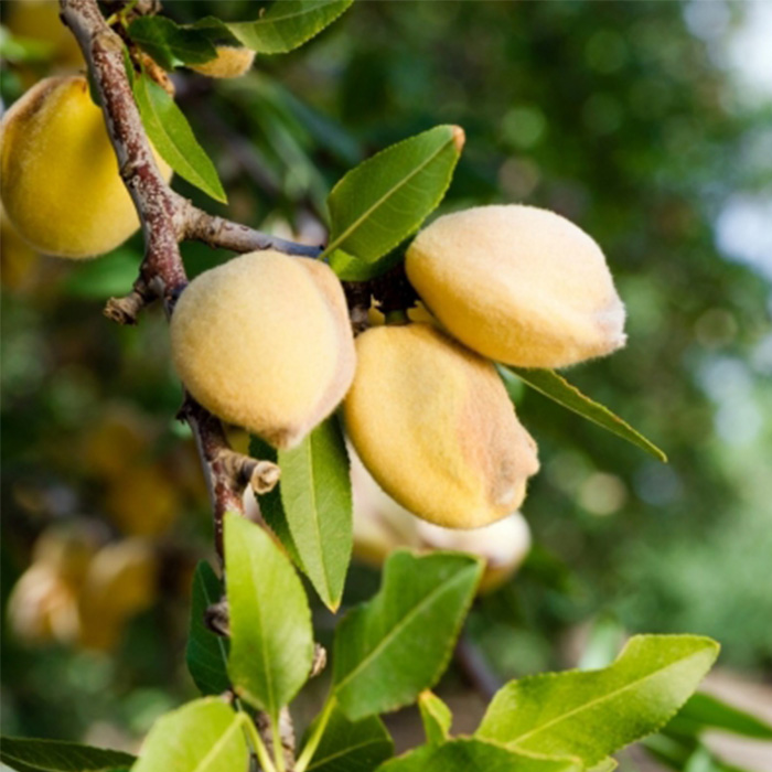 Tree nuts growing on a branch | Oral Allergy Syndrome causes