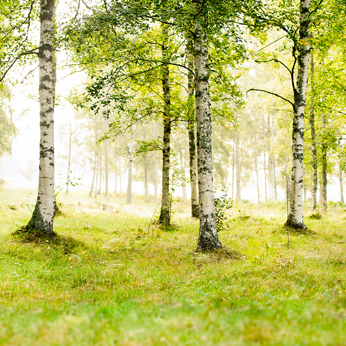 Tree pollen | respiratory allergens