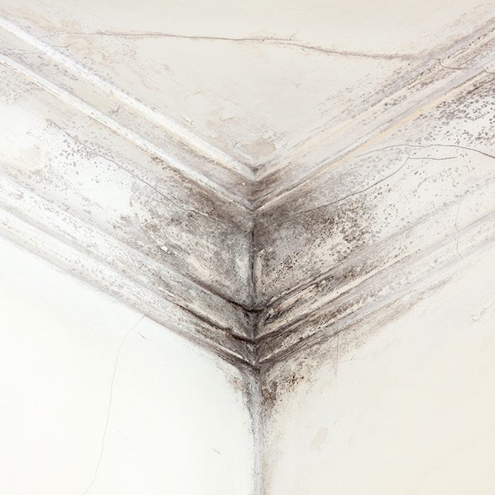 Mold | respiratory allergens