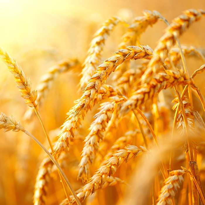 Wheat growing on a field | Allergic urticaria causes
