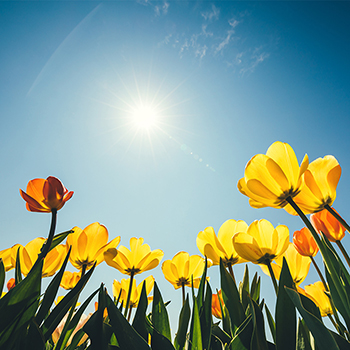 Tulips growing under a sunny sky | Eczema causes