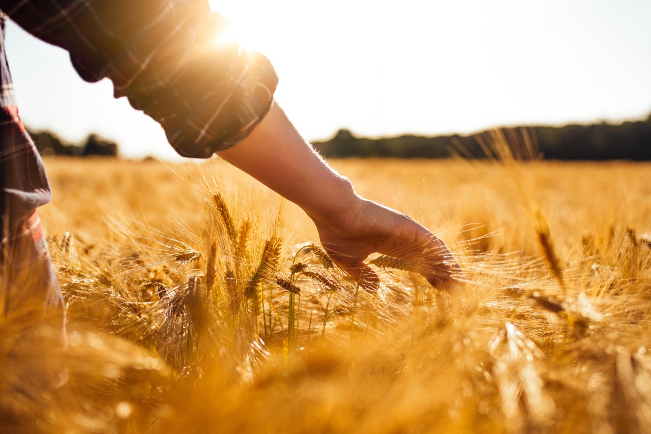 Person walking through a wheat field | Gluten-related disorders