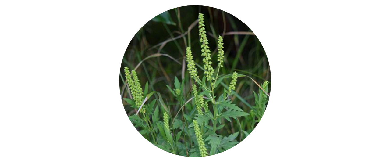 ragweed