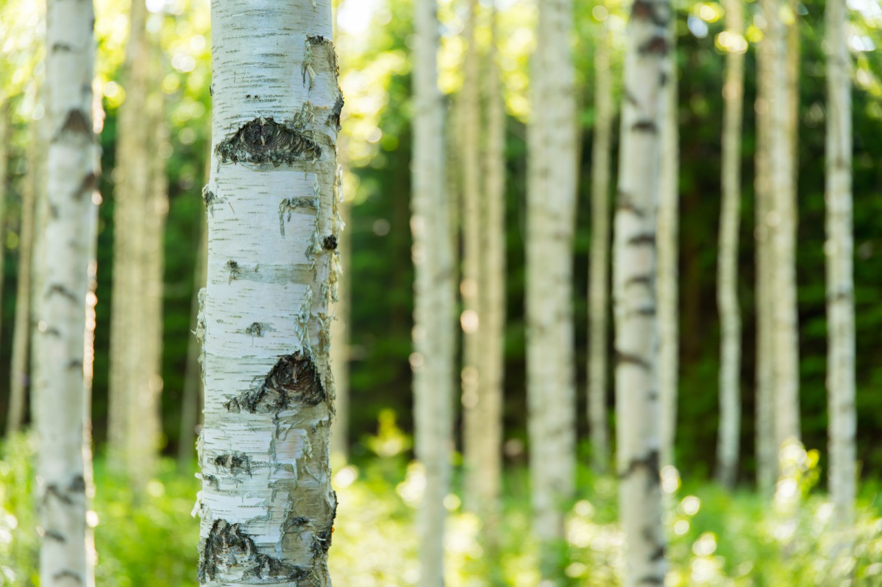 birch pollen