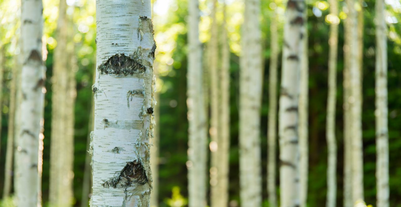 birch pollen