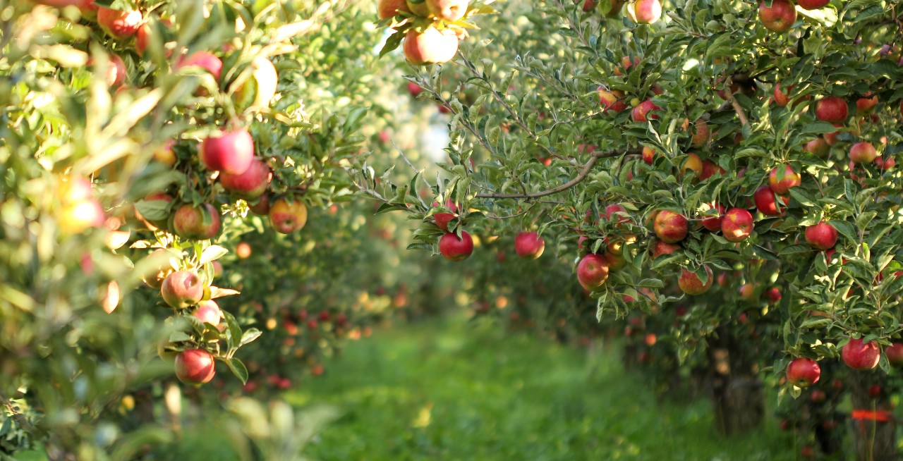 apple tree