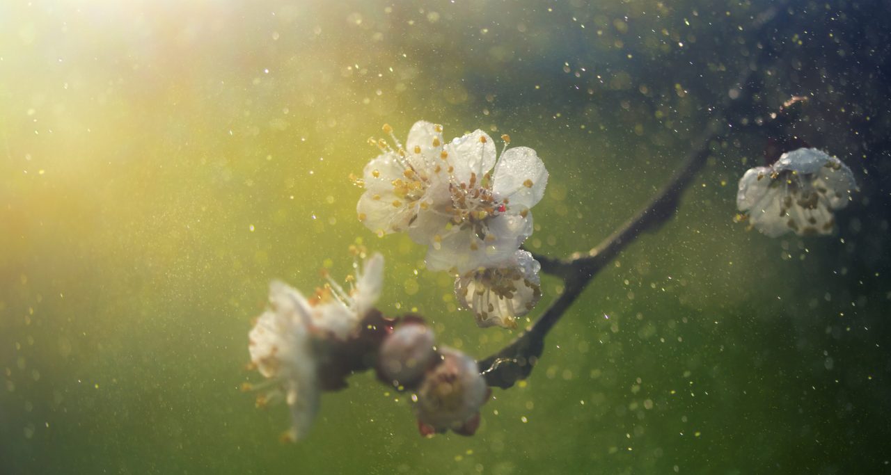 pollen